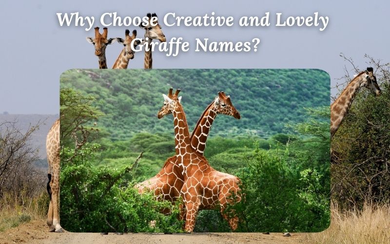 A giraffe with a whimsical and creative name tag hanging from its neck.