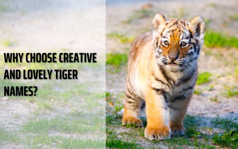 A playful tiger cub showcasing why tiger names matter.