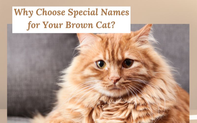 A brown cat with a personalized name tag.