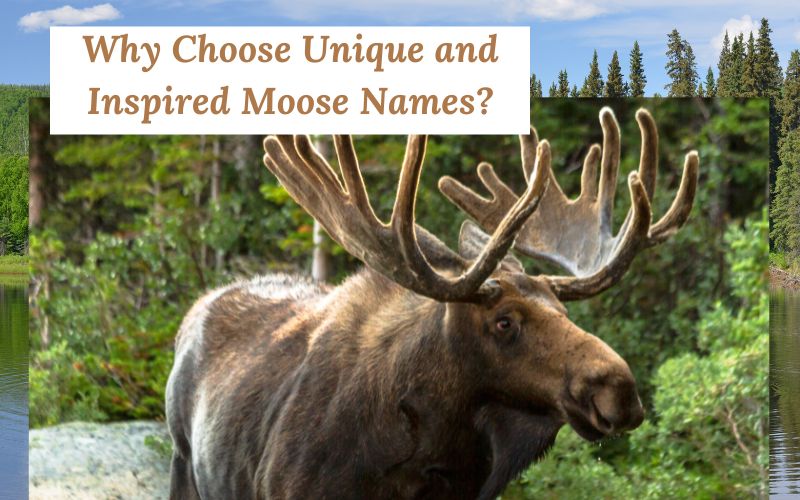  A close-up of a moose in a serene forest setting, symbolizing individuality in name choices.