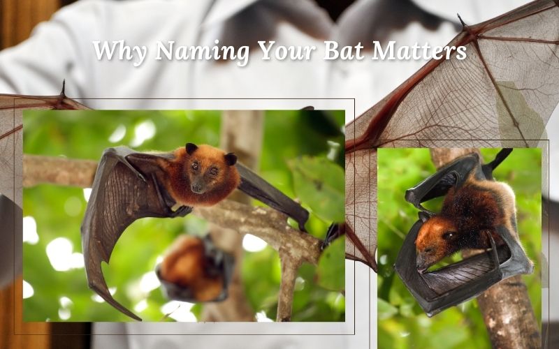 A bat perched on a branch, highlighting the importance of bat names.