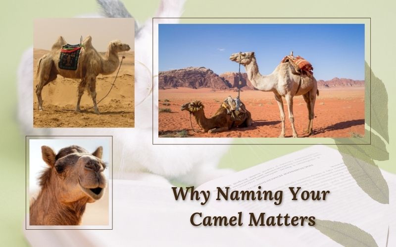  A gentle camel standing in a desert, showcasing the importance of naming your pet.