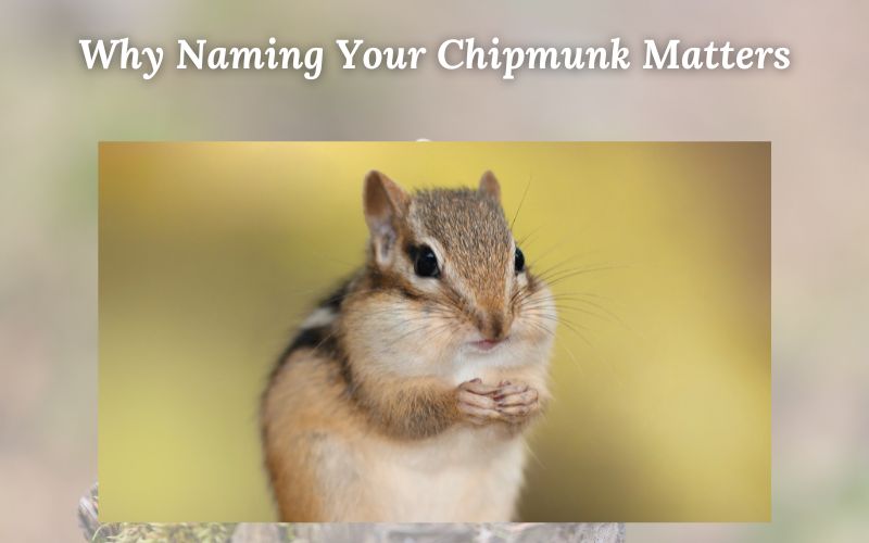 A chipmunk nibbling on a nut, surrounded by lush greenery.