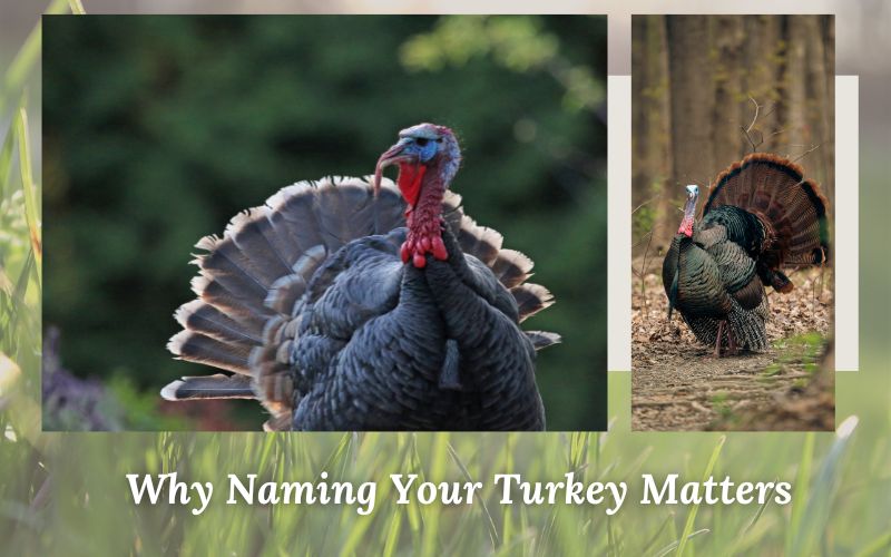  A turkey in a cozy backyard, showcasing the importance of creative turkey names.