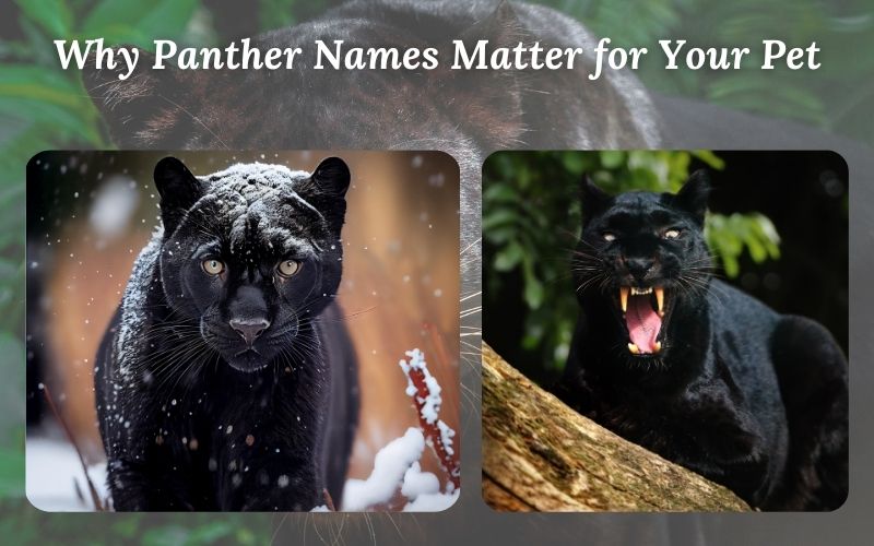 A close-up of a black panther’s intense gaze, symbolizing identity and power.