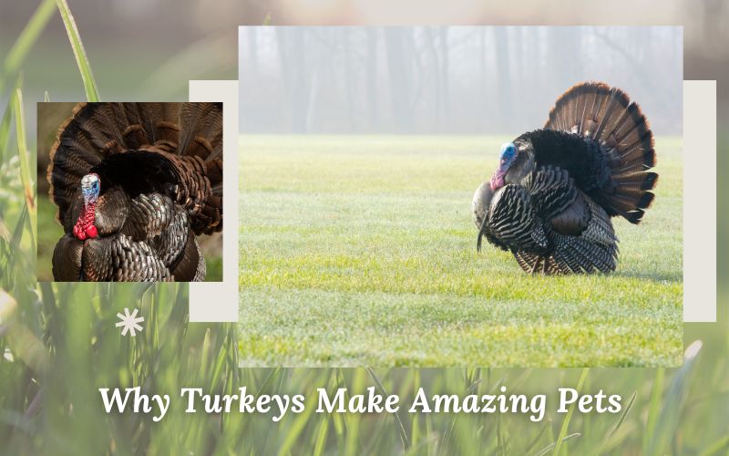 A happy turkey interacting with children, emphasizing why turkeys deserve unique names.