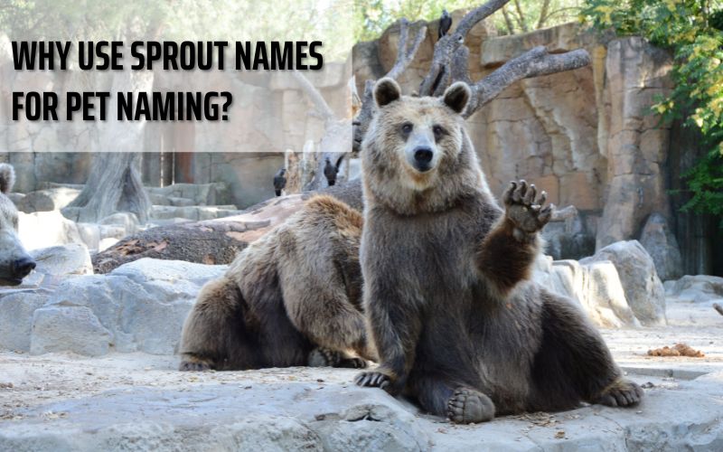 A playful bear cub surrounded by naming ideas from Sprout Names