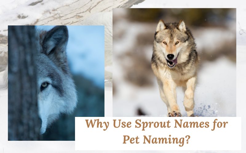 A creative name list for pets with a wolf drawing as a centerpiece.