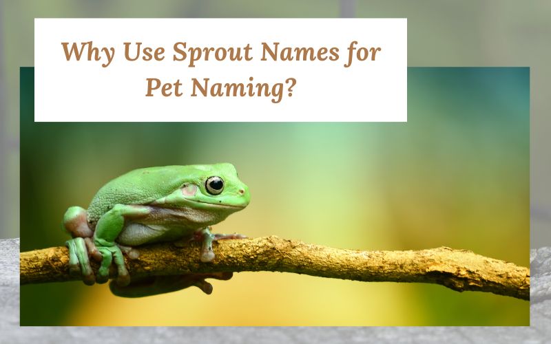 A cheerful frog showcasing the creativity of Sprout Names.