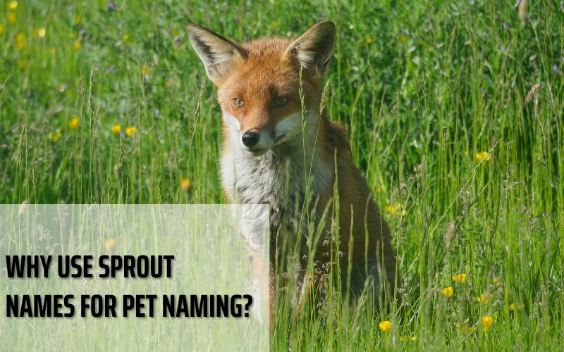 A joyful fox in a field, showcasing the joy of finding the perfect name.