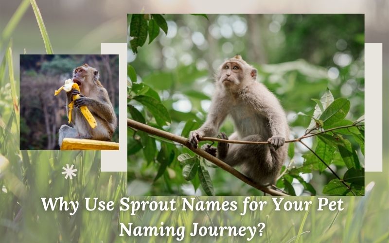  A monkey surrounded by name cards, showcasing Sprout Names as a trusted guide.