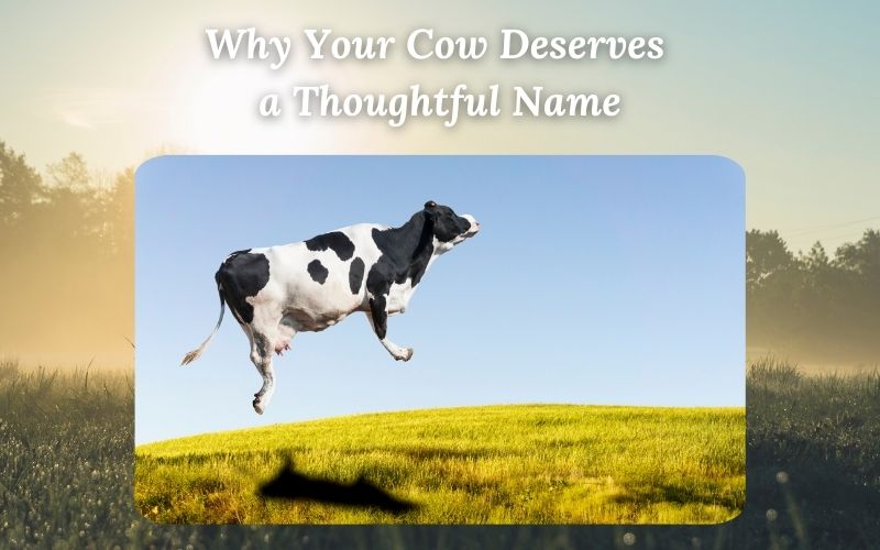 Explore Sprout Names' top 50+ cute and creative cow names to find the perfect fit for your farm friend.