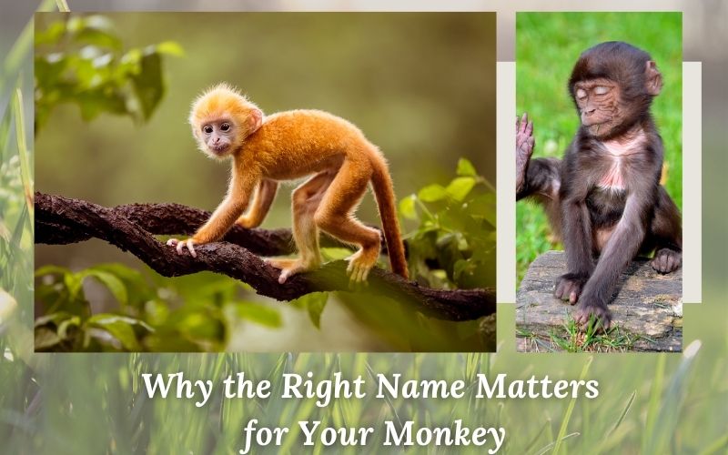 A mischievous monkey playing in a tree, representing why monkey names matter.